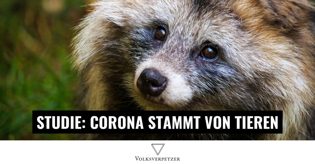 Studie: Corona stammt wahrscheinlich von Tieren - Schock für Laborthese-Fans